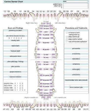 Canine Dental Chart PDF | Canine Dental Chart | Dog Teeth Problems ...