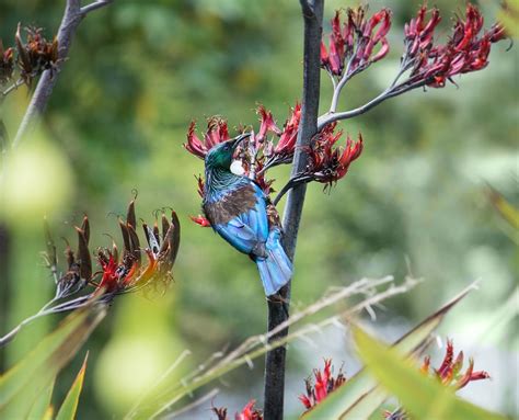 Tui Bird Nz - Free photo on Pixabay - Pixabay