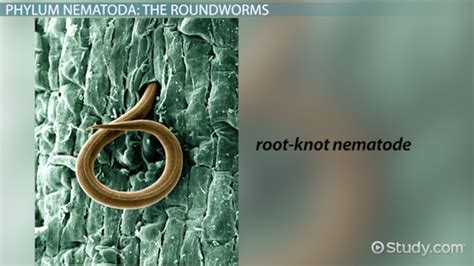 Nematoda Phylum