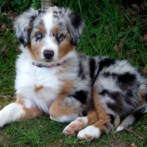 Miniature Australian Shepherd Pup - Copy - Pet Paw