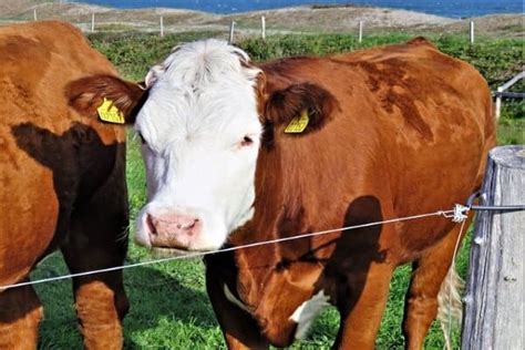 How to Install an Electric Fence for Cattle - Gale's Westlake