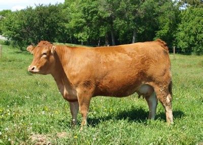 Limousin Cattle | Oklahoma State University