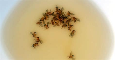Drain Flies: Eliminate The Pests For Good!‐ WP Plumbing