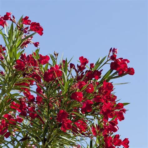 Nerium oleander 'Hardy Red' (Oleander)