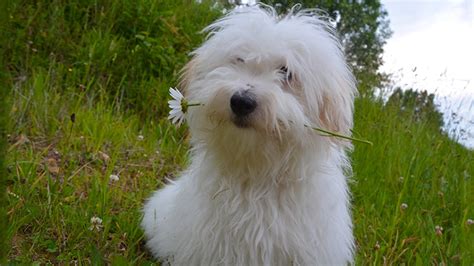 Old English Sheepdog - Facts, Temperament & Health Issues - Petmoo