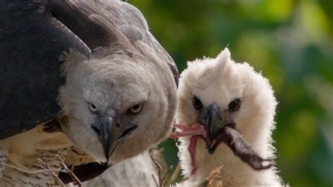 A harpy eagle and its chick after hunting a monkey : natureismetal