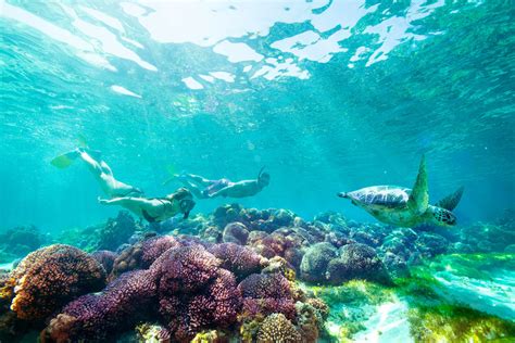 8 Spectacular Snorkelling Spots on Australia's East Coast | Fitzroy Island