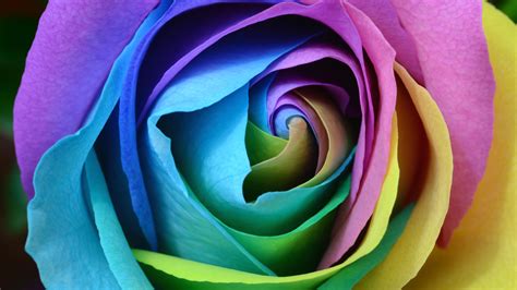 wallpaper rose, multicolored, rainbow, bud, petals HD : Widescreen : High Definition : Fullscreen