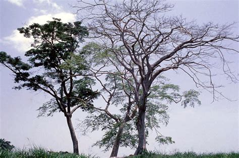 Milicia excelsa tree (Iroko) at IITA-Ibadan | Milicia excels… | Flickr