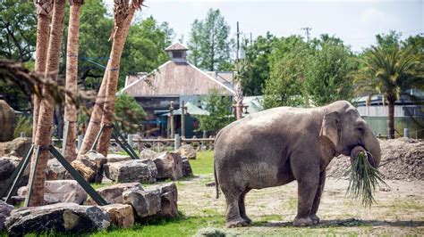 Audubon Aquarium and Audubon Zoo win top spots in USA Today’s 10Best ...