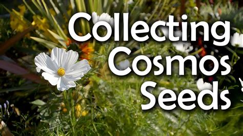 Collecting Cosmos Seeds - How & When to Harvest - YouTube