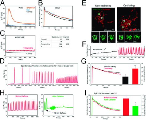 Effect of calcium oscillations and plasma membrane depolarization on ...