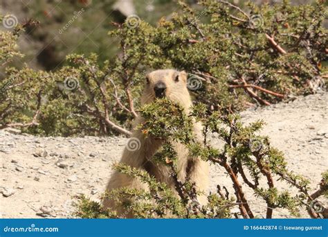 The Himalayan marmot stock photo. Image of marmota, gandala - 166442874