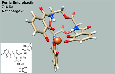 Battling bacteria: Research shows iron’s importance in infection, suggests new therapies ...