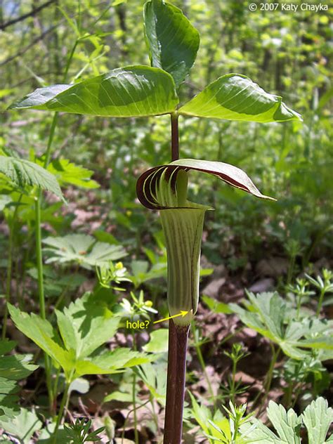 Arisaema triphyllum (Jack-in-the-Pulpit): Minnesota Wildflowers