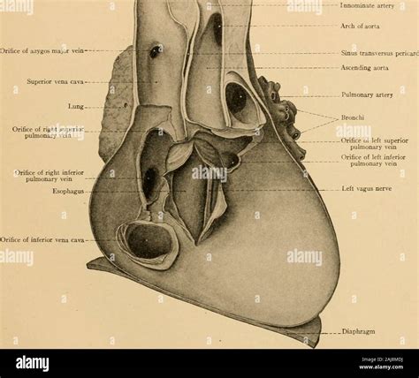 Fibrous Pericardium Diaphragm