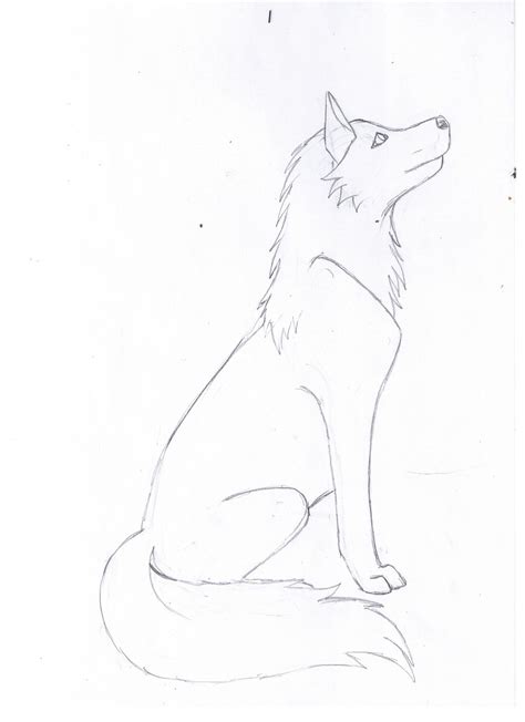 Sitting Wolf Drawing