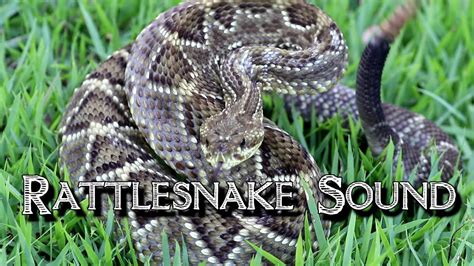 Rattlesnake Sound - YouTube