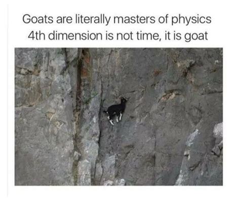 Humour | Goats, Mountain goat, Mountain goats climbing