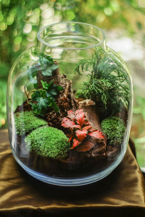 Clear Glass Terrarium Jar With Mossy Plants · Free Stock Photo