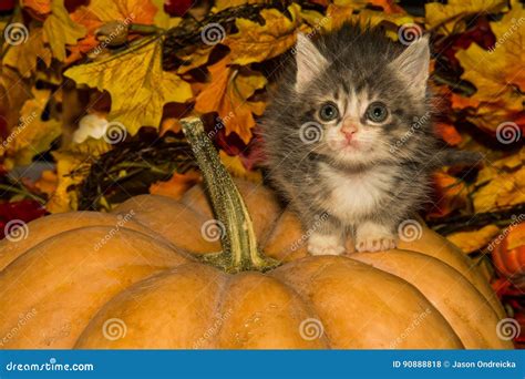 Playful Fall Kitten stock photo. Image of baby, cute - 90888818