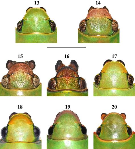 Clypeus of Chrysina spp. 13) C. giesberti. 14) C. hawksi. 15) C ...