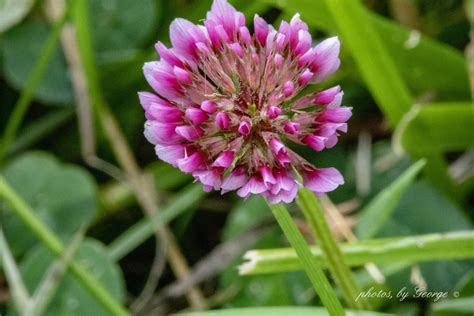 Sycamore, Clover, Wild Flowers, Bloom, Plants, Wildflowers, Plant, Planets