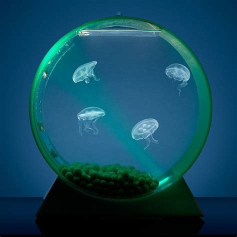 Quallen Aquarium Von Jellyfish Art - selbstreinigendes aquarium