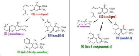 97 best THC metabolism images on Pinterest | Metabolism, Cannabis and ...