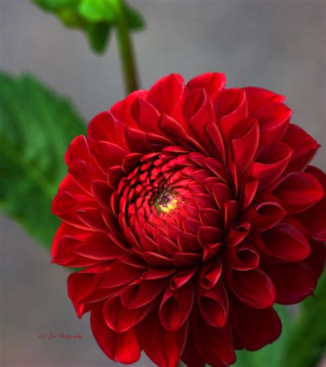 Small Red Dahlia Photograph by Jeanette C Landstrom