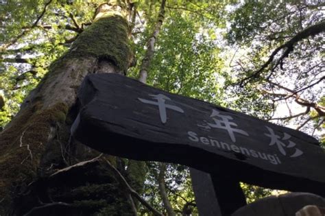 Best Yakushima Hiking Trails | Japan Wonder Travel Blog