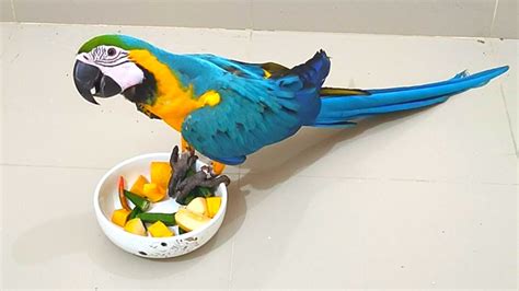 Macaw Eating Food | Blue and Gold Macaw Bird | Mickey the Macaw Bird ...