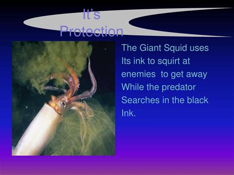 PPT - Giant Squid PowerPoint Presentation, free download - ID:7036686