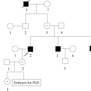 Pedigree of the family with XLRP. Squares and cycles indicate males and... | Download Scientific ...