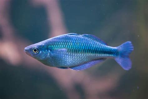 Rainbow Fish Species: Types of Small Rainbow Fish