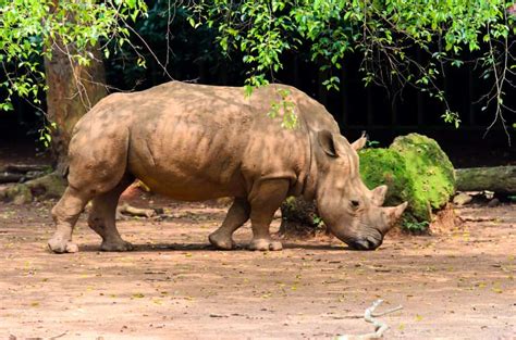 Sumatran Rhinoceros - A-Z Animals