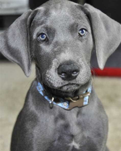 My female, 10 week old, blue Great Dane puppy, named Vill… | Flickr