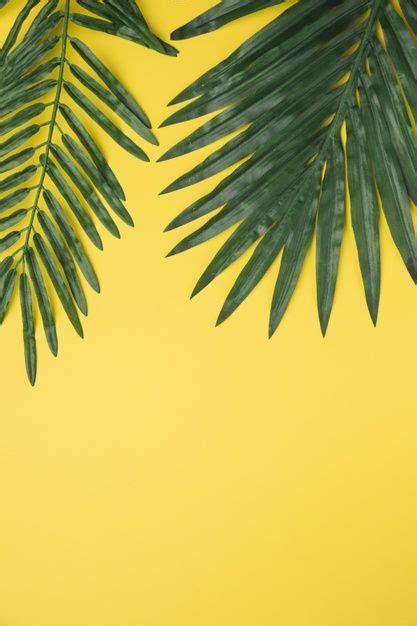 Download Big Green Leaves On Yellow Background for free in 2020 | Yellow background, Tropical ...