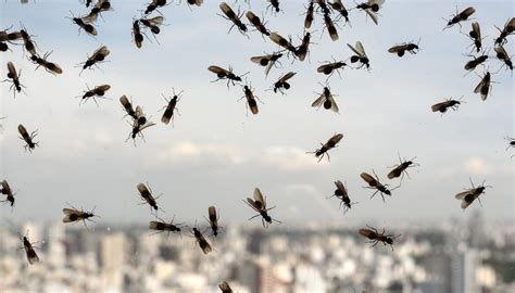 Flying ant swarm confuses weather radar | Newshub