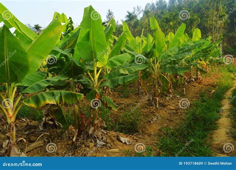 Banana plantations stock image. Image of agriculture - 193718609