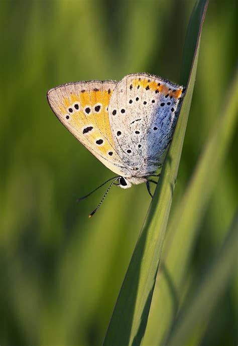 Small copper butterfly Photograph by Science Photo Library - Pixels