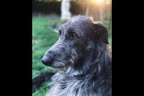 Scottish Deerhound Puppies For Sale