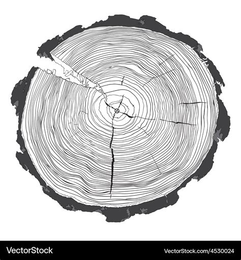 Annual tree growth rings with grayscale drawing Vector Image