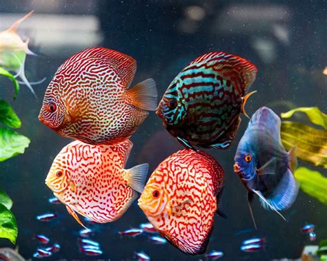 Discus Fish Types: Which Type Will You Choose? - FantasticFishTanks