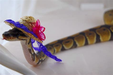 Snakes Wearing Hats