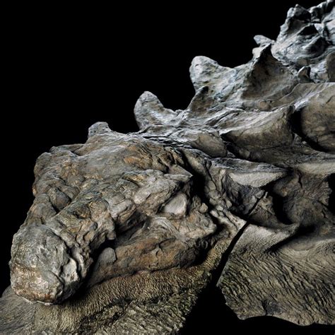 17 Best images about Dinosaurs & fossils on Pinterest | World images, In china and Geology