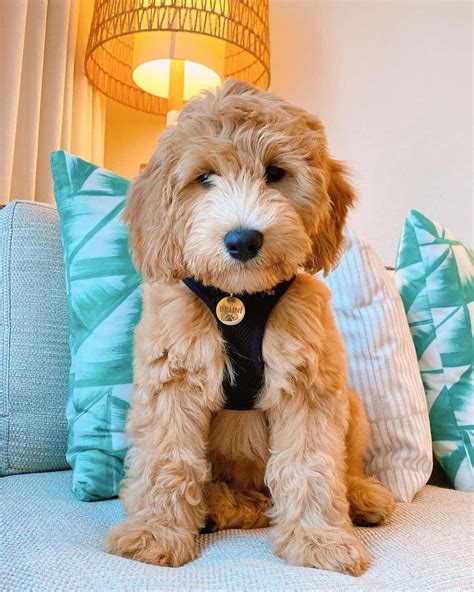 The F2B Goldendoodle: Everything You Need To Know About This Teddy Dog