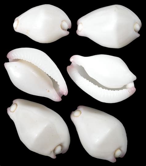 Cowry shell different sizes, patterns and color from around the world