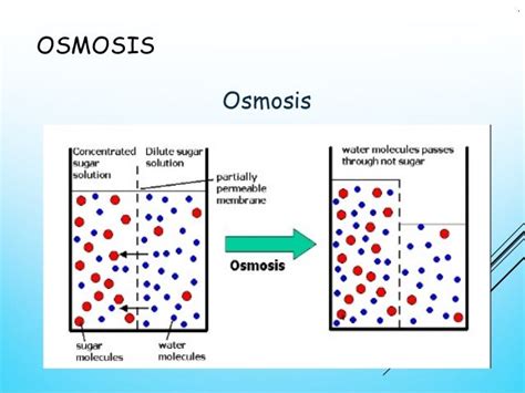 Lesson 14 osmosis