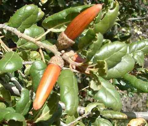 California Oaks I - Quercus agrifolia(Coast Live Oak) and Quercus ...